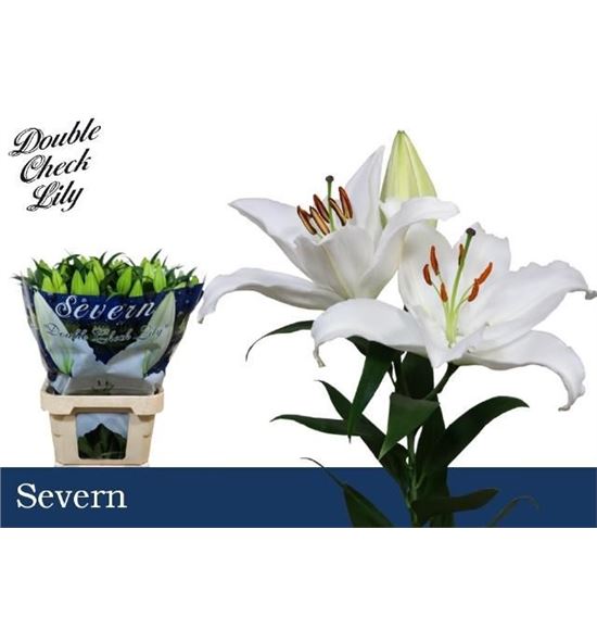 Lilium oriental hol severn 90 - LOHSEV