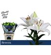 Lilium oriental hol severn 90 - LOHSEV