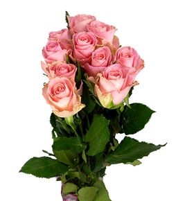 Rosa hol. hermosa 50 - RGRHER