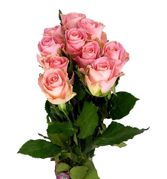 Rosa hol. hermosa 50 - RGRHER