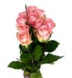 Rosa hol. hermosa 50 - RGRHER
