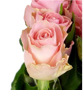 Rosa hol. hermosa 50 - RGRHER