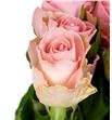 Rosa hol. hermosa 50 - RGRHER1