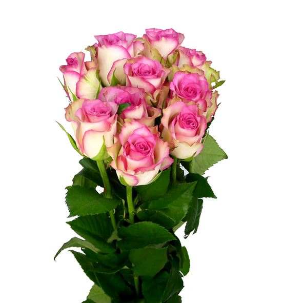 Rosa hol. monique 70 - RGRMON