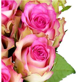 Rosa hol. monique 70 - RGRMON