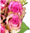 Rosa hol. monique 70 - RGRMON1