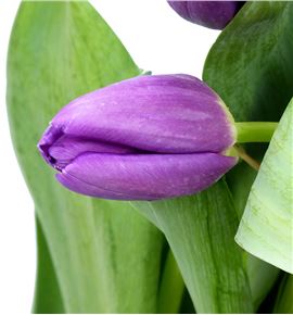 Tulipan hol bullit 34 - TULBUL