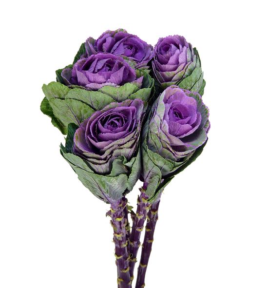 Brassica condor red 70 x5 - BRACONRED