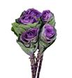 Brassica condor red 70 x5 - BRACONRED