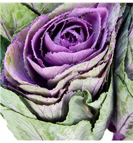 Brassica condor red 70 x5 - BRACONRED