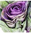 Brassica condor red 70 x5 - BRACONRED1