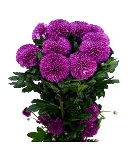 Cr roxo 70 - CRGROX