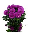 Cr roxo 70 - CRGROX