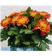Cr tom pearce 80 - CRGTOMPEA