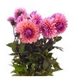 Dahlia sweet sanne 60 - DAHSWESAN