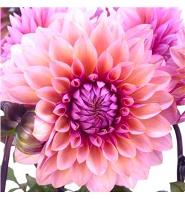 Dahlia sweet sanne 60 - DAHSWESAN
