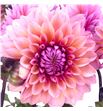 Dahlia sweet sanne 60 - DAHSWESAN1