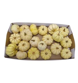Calabaza cucurbuta pepito x20 - CALCUCPEP20