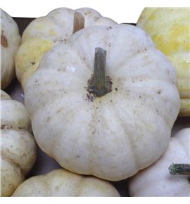 Calabaza cucurbuta pepito x20 - CALCUCPEP20