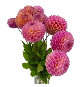 Dahlia caitlins joy 55 - DAHCAIJOY
