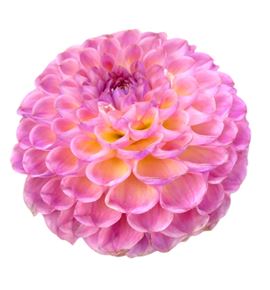 Dahlia caitlins joy 55 - DAHCAIJOY