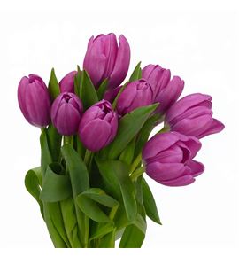 Tulipan furand purple 38 - TULFURPUR