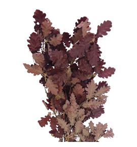 Quercus preservado brown - QUEPREBRO