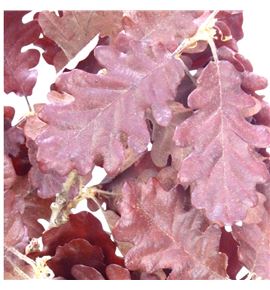 Quercus preservado brown - QUEPREBRO
