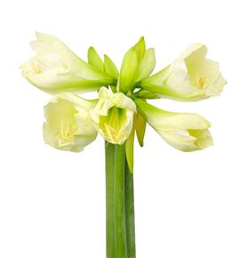 Amarilis mont blanc 80 x15 - HIPMONBLA