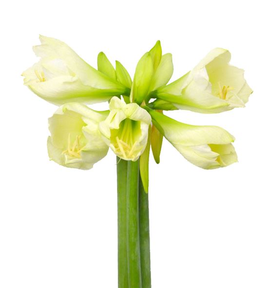 Amarilis mont blanc 80 x15 - HIPMONBLA