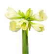 Amarilis mont blanc 80 x15 - HIPMONBLA