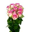 Rosa hol. monique 60 - RGRMON