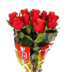 Rosa hol. espana 50 - RGRESP