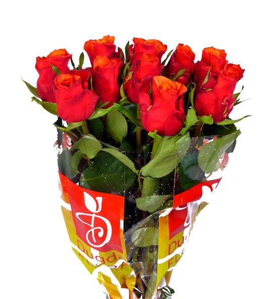 Rosa hol. espana 50 - RGRESP