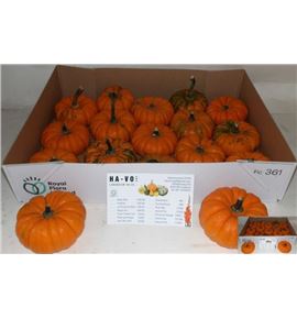 Calabaza pumplemon x12 - CALMAN15