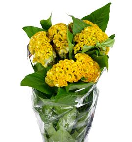 Celosia ireprise gold 75 - CELINC