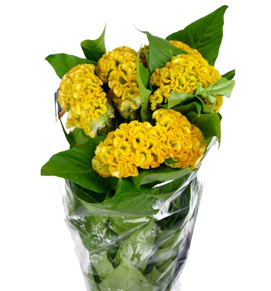 Celosia ireprise gold 75 - CELINC