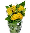 Celosia ireprise gold 75 - CELINC