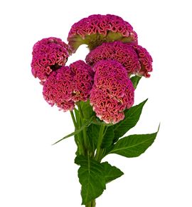 Celosia reprise rose 75 - CELREPROS