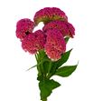 Celosia reprise rose 75 - CELREPROS
