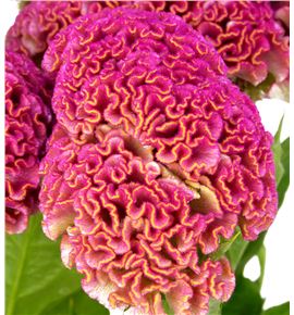 Celosia reprise rose 75 - CELREPROS