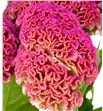 Celosia reprise rose 75 - CELREPROS1