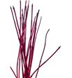 Cornus alba sibirica 190cm - CORALBSIB1