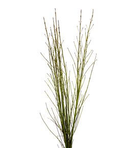 Cornus flaviramea 130cm - CORFLA