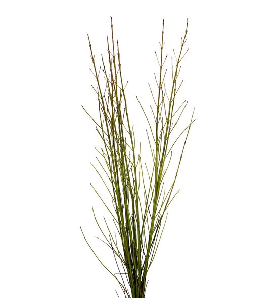 Cornus flaviramea 130cm - CORFLA