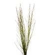 Cornus flaviramea 130cm - CORFLA