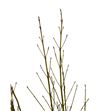 Cornus flaviramea 130cm - CORFLA1