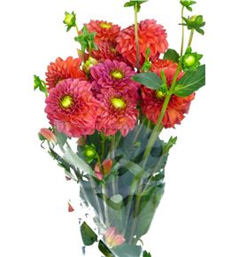 Dahlia ball orange 55 - DAHBALORA