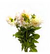 Dahlia diverso white 60 - DAHDIVWHI