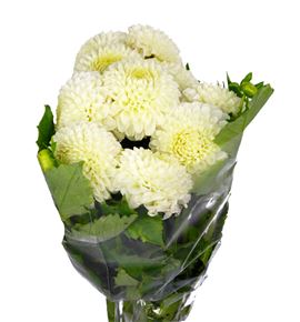 Dahlia reycroft jan 60 - DAHREYJAN